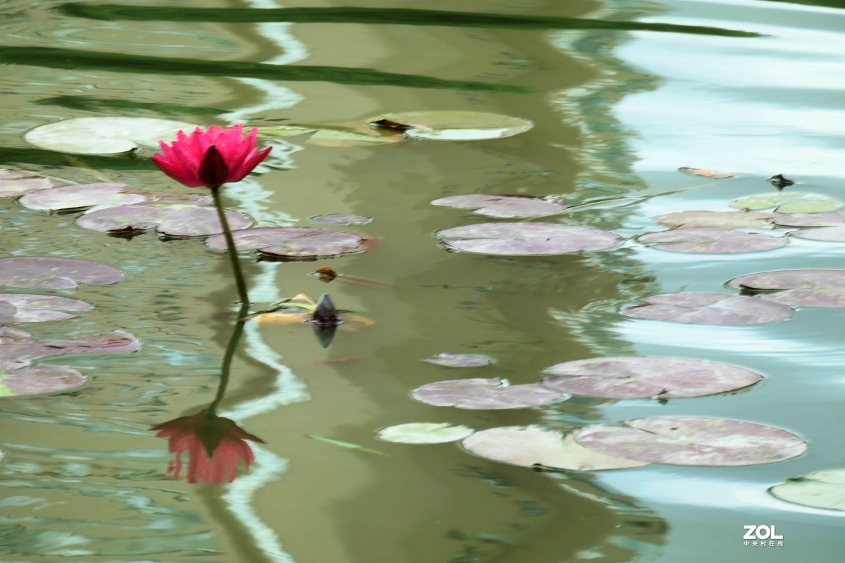 【静静的{荷}水】——摄于上海伊利公园