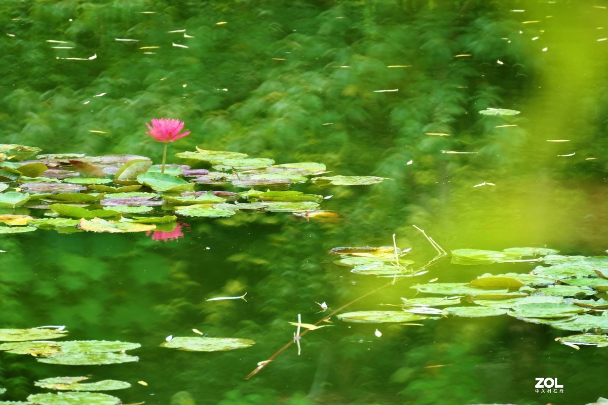 【静静的{荷}水】——摄于上海伊利公园