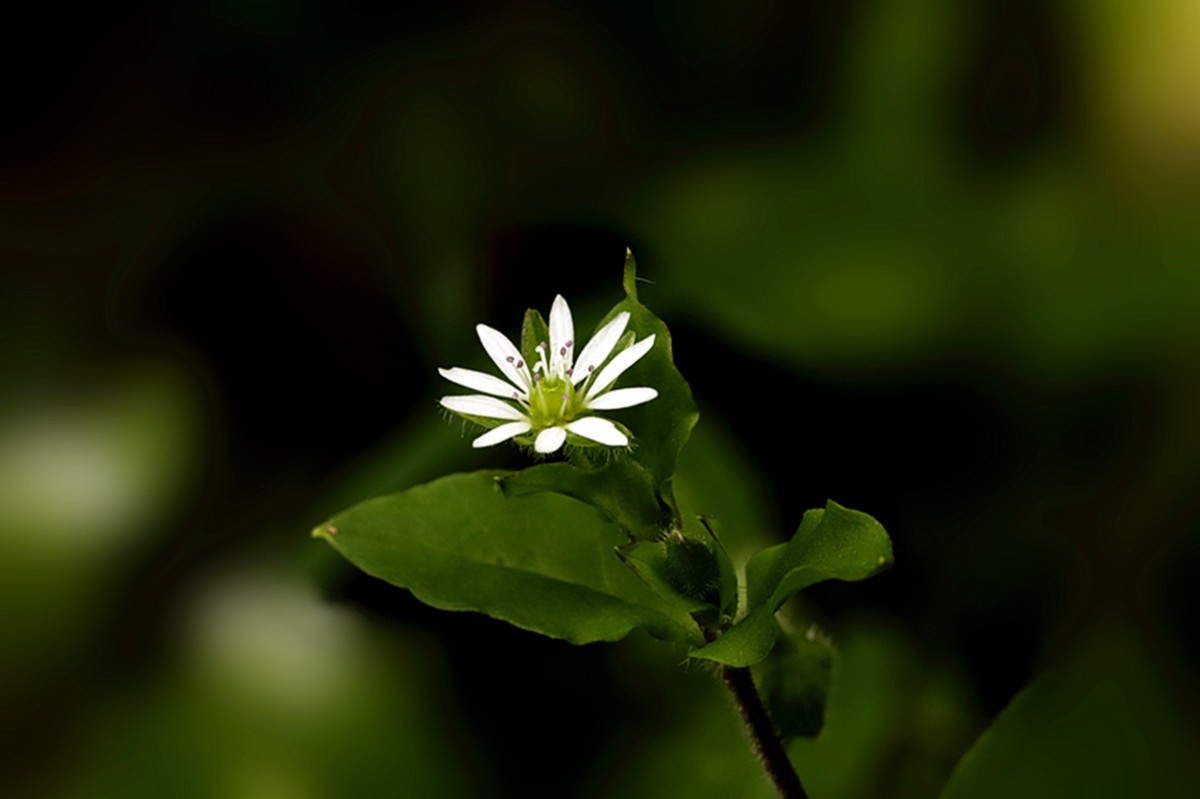 繁星点点繁缕花