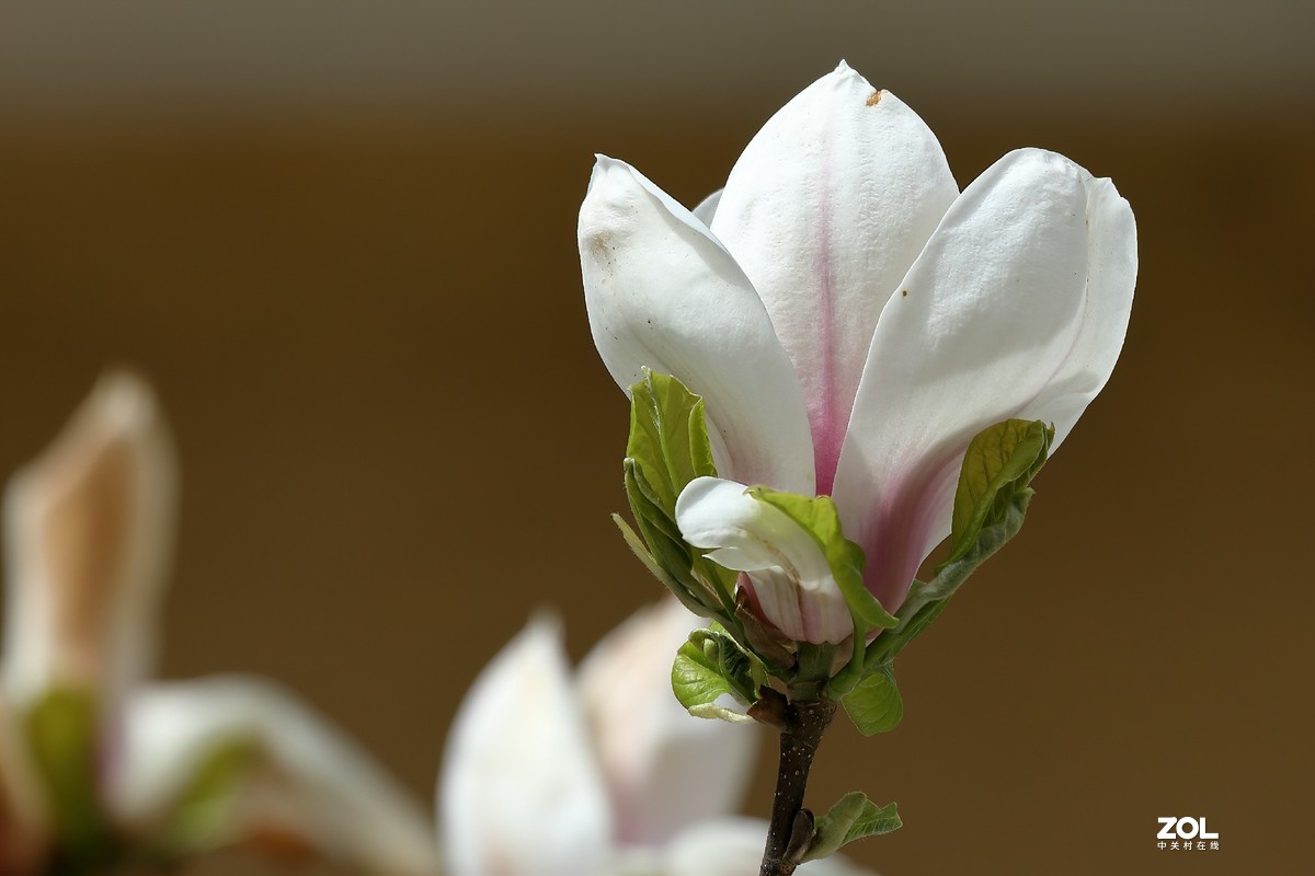 试100-400大白一代镜头