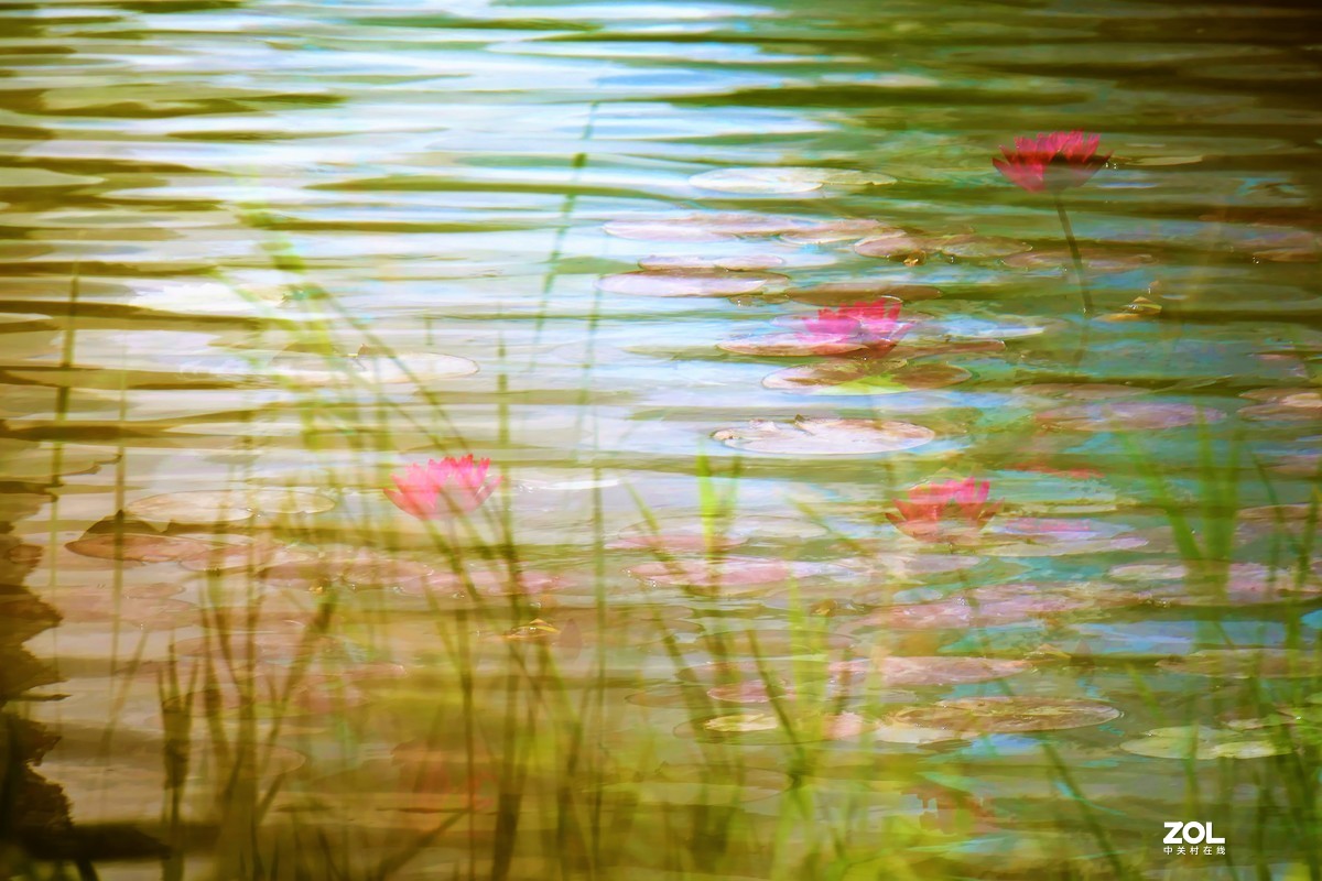 【静静的{荷}水】——摄于上海伊利公园