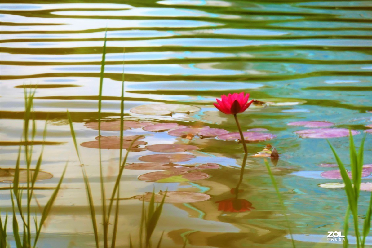 【静静的{荷}水】——摄于上海伊利公园