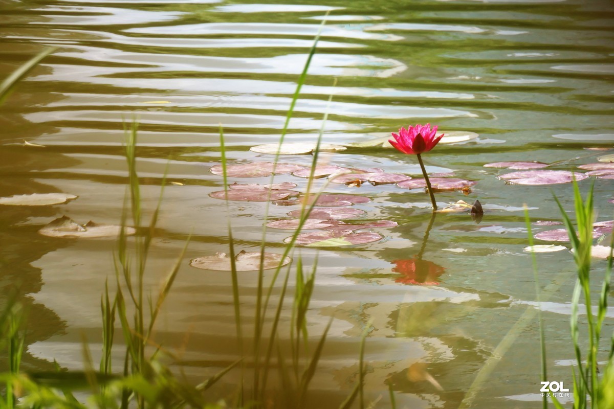 【静静的{荷}水】——摄于上海伊利公园