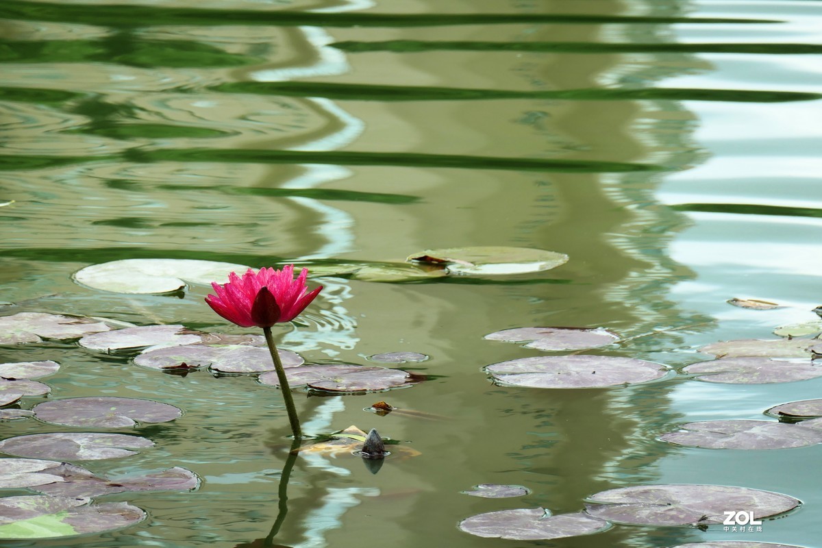 【静静的{荷}水】——摄于上海伊利公园