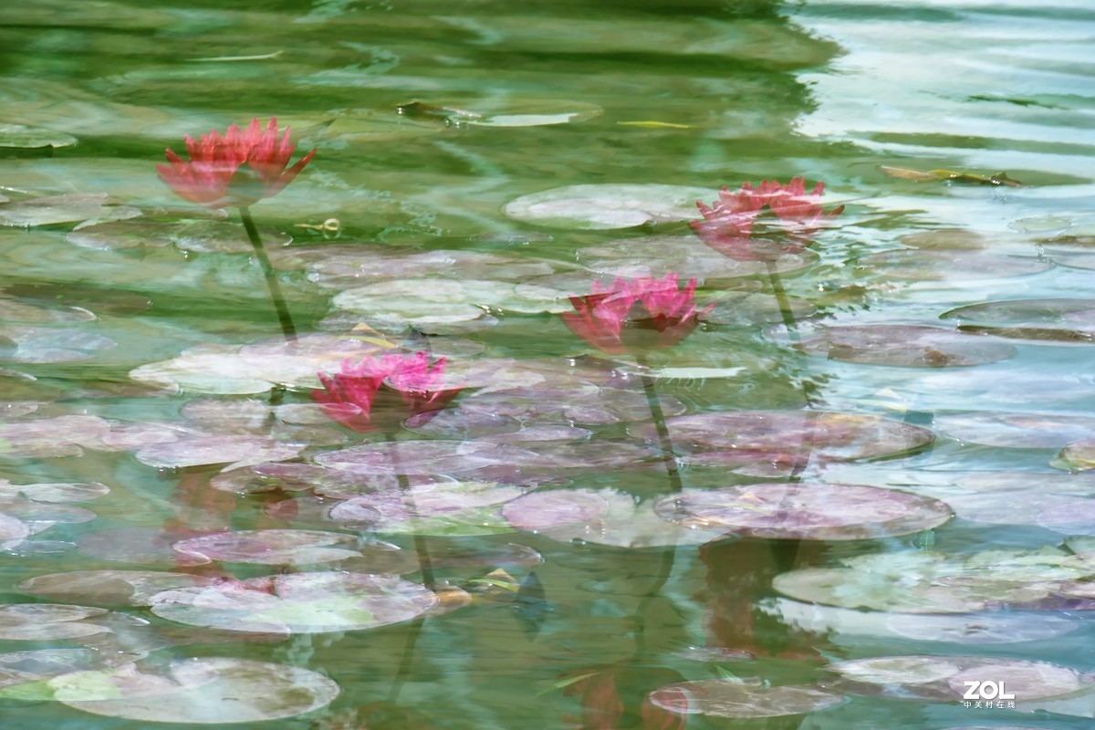【静静的{荷}水】——摄于上海伊利公园