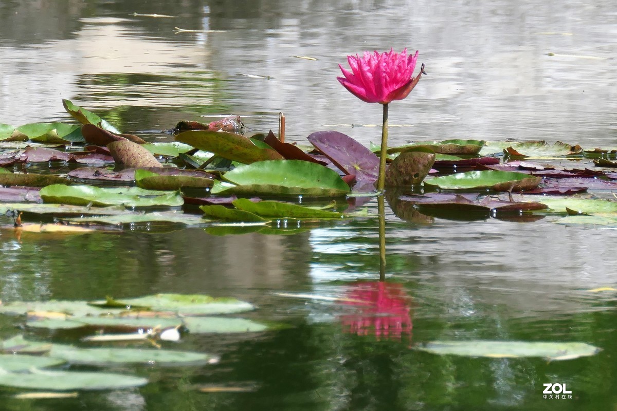 【静静的{荷}水】——摄于上海伊利公园