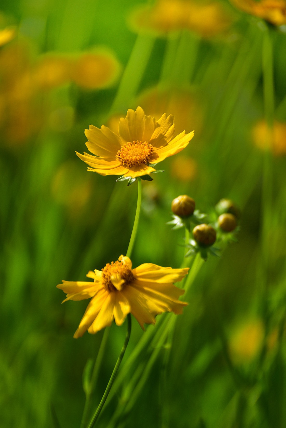 初夏那片绽放的赛菊芋