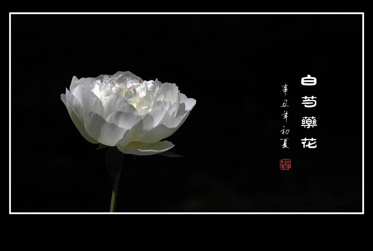 花瓣无瑕花芯各异的白芍药花