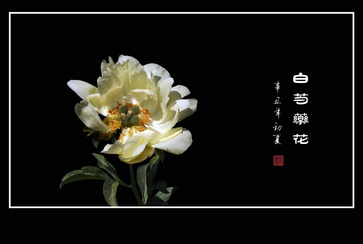 花瓣无瑕花芯各异的白芍药花