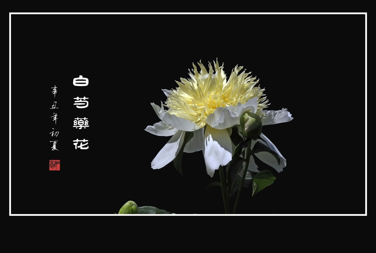 花瓣无瑕花芯各异的白芍药花