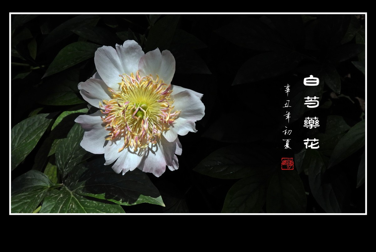 花瓣无瑕花芯各异的白芍药花