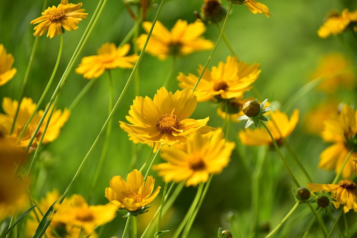 初夏那片绽放的赛菊芋