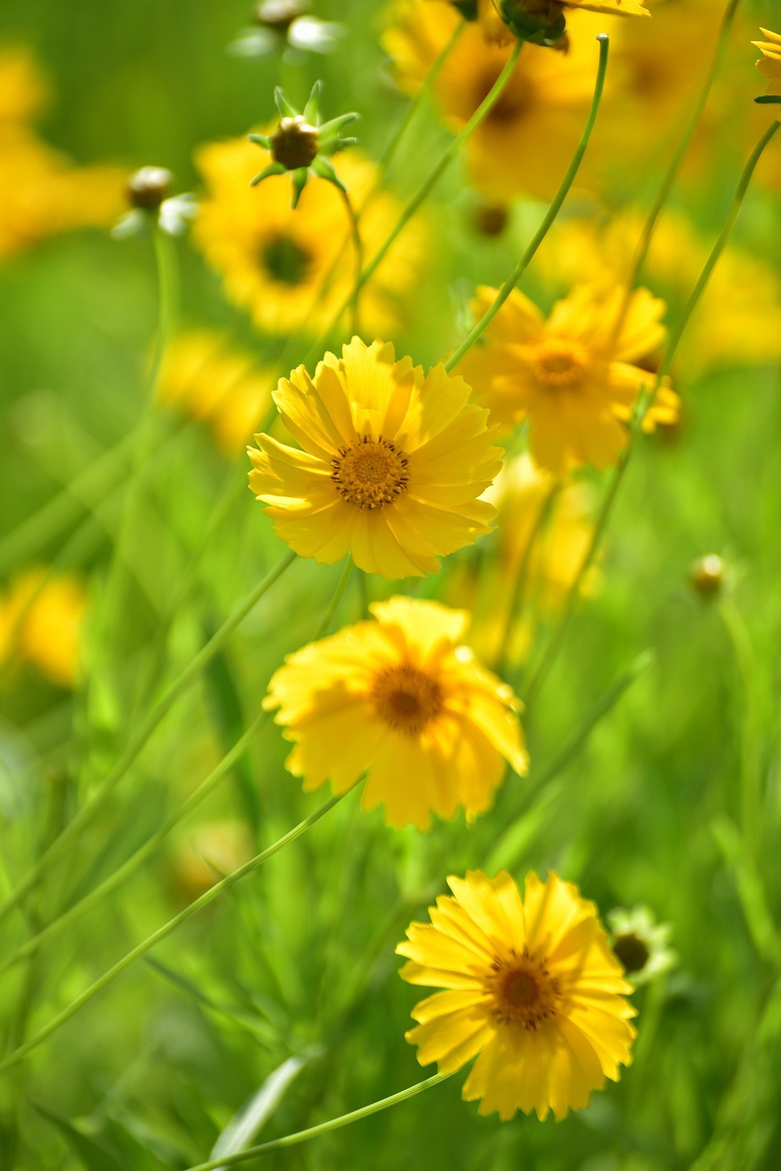初夏那片绽放的赛菊芋