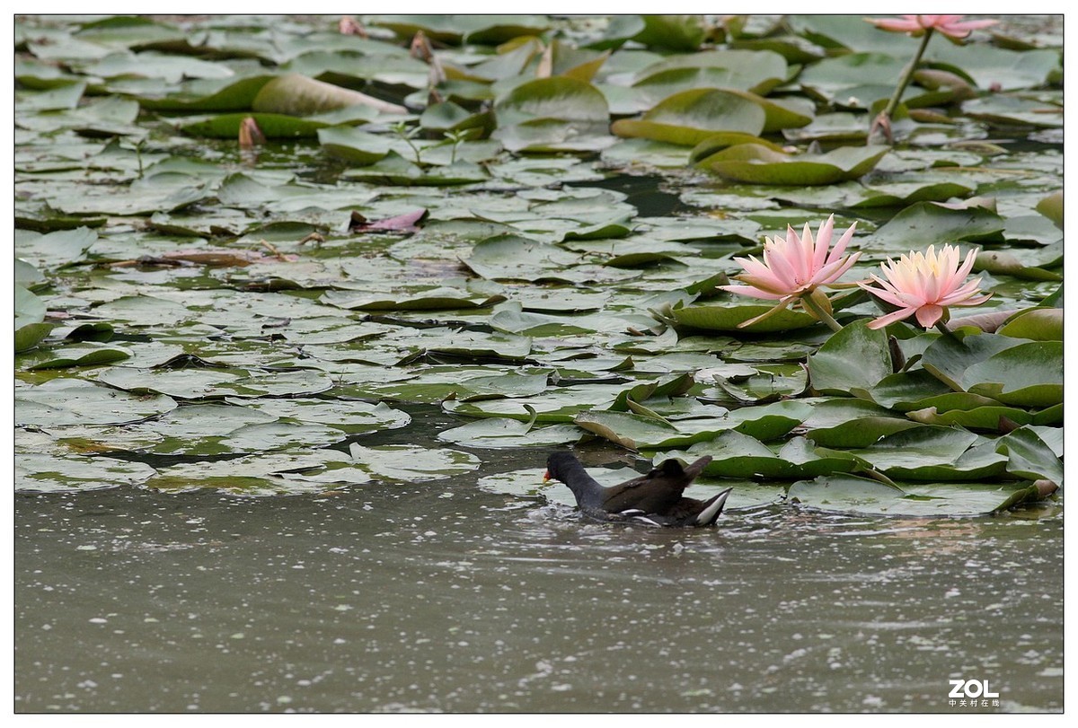 莲塘里的黑水鸡（三）