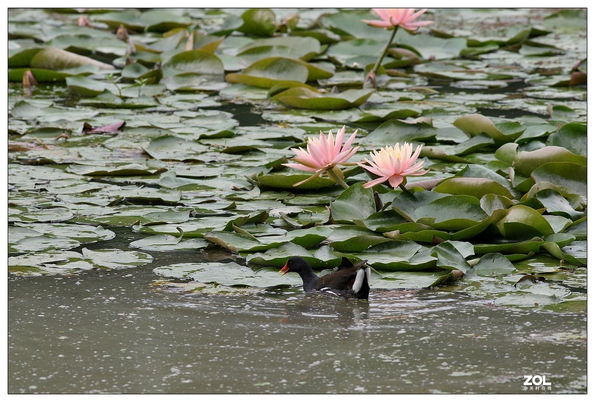 莲塘里的黑水鸡（三）