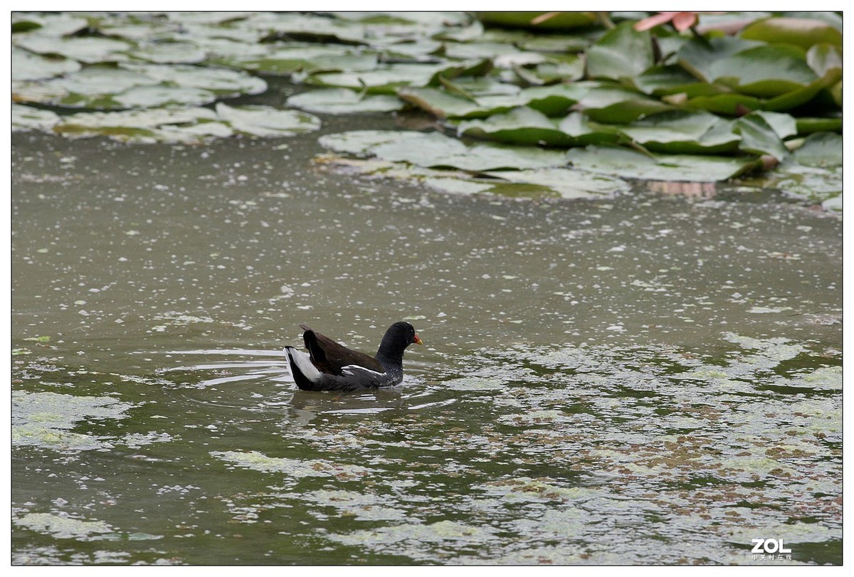 莲塘里的黑水鸡（三）