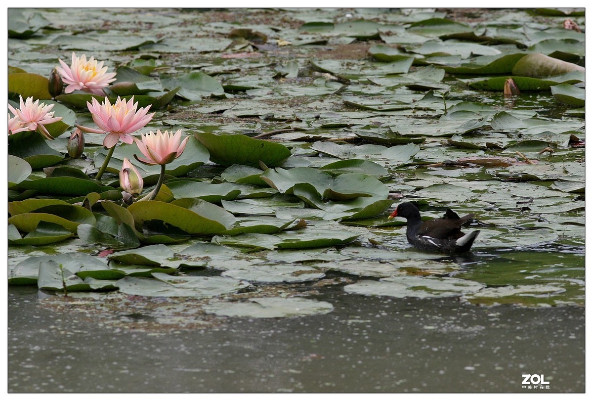 莲塘里的黑水鸡（三）