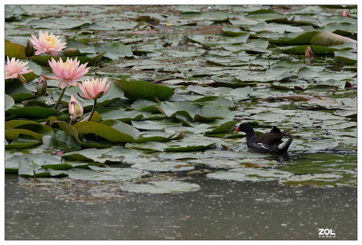 莲塘里的黑水鸡（三）