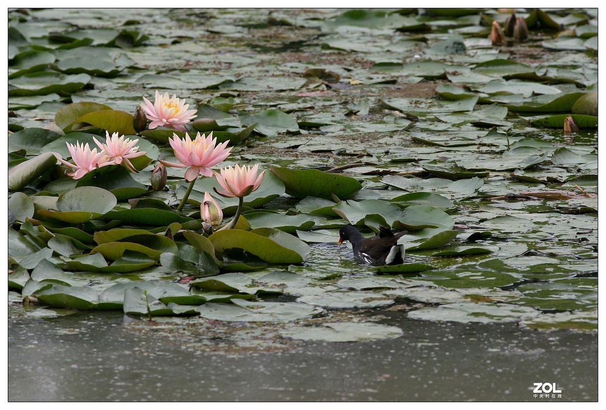 莲塘里的黑水鸡（三）