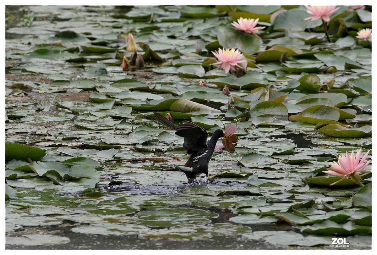 莲塘里的黑水鸡（三）