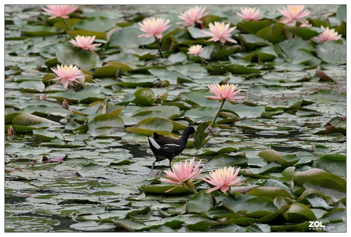 莲塘里的黑水鸡（三）