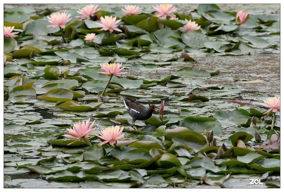 莲塘里的黑水鸡（三）