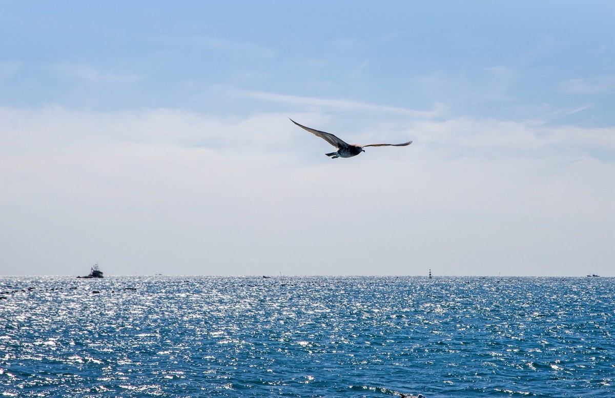 大海 海鸥