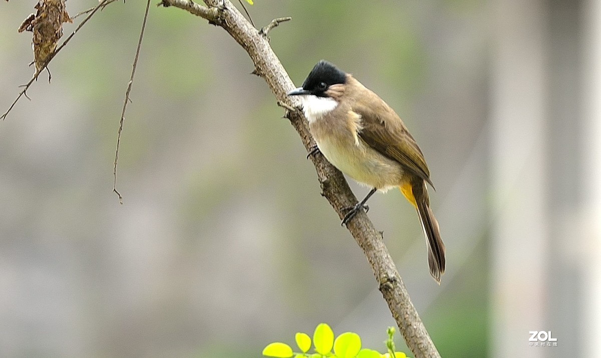 抓拍領雀嘴鵯鳥