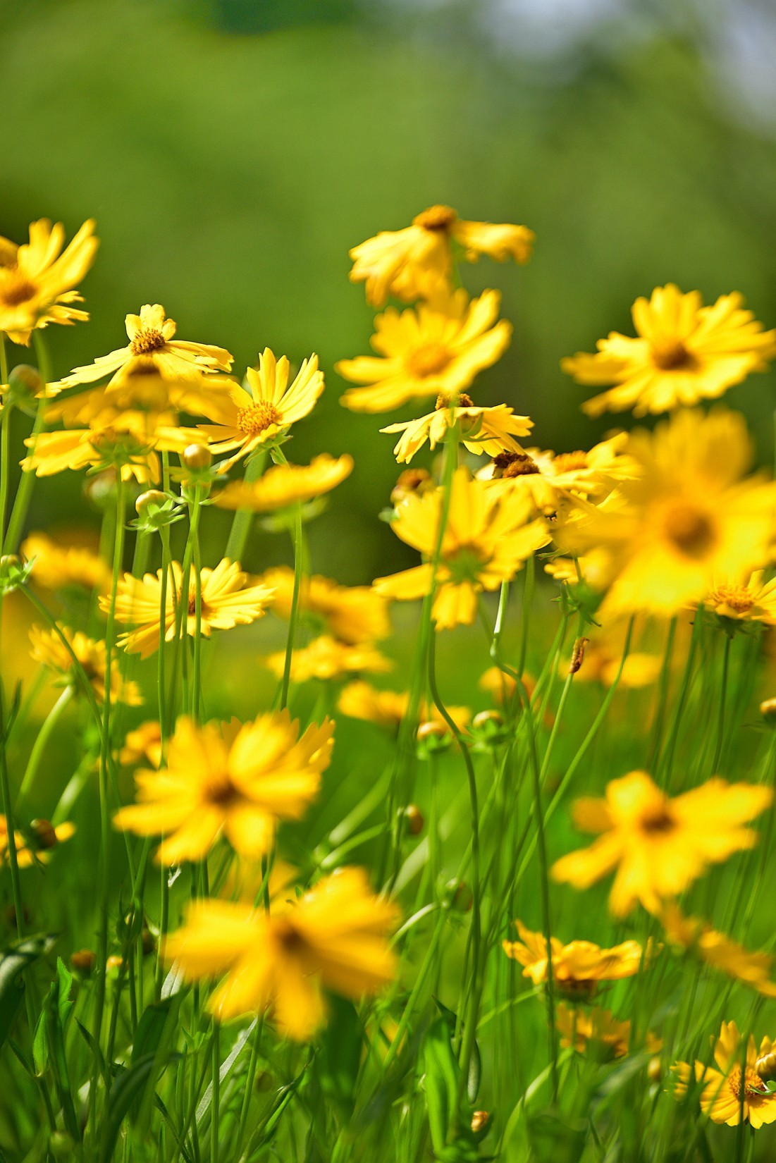 初夏那片绽放的赛菊芋