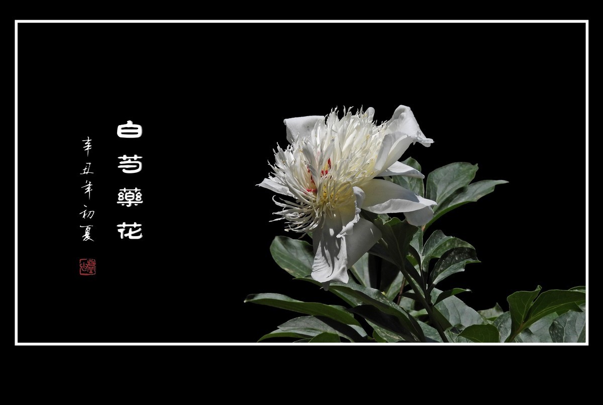 花瓣无瑕花芯各异的白芍药花