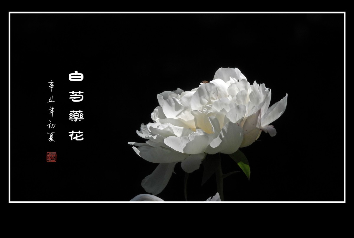 花瓣无瑕花芯各异的白芍药花