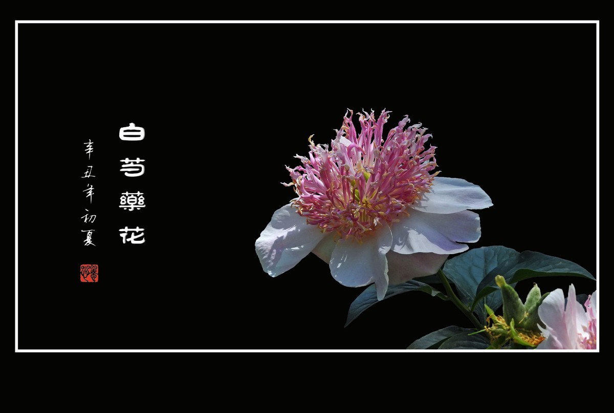 花瓣无瑕花芯各异的白芍药花