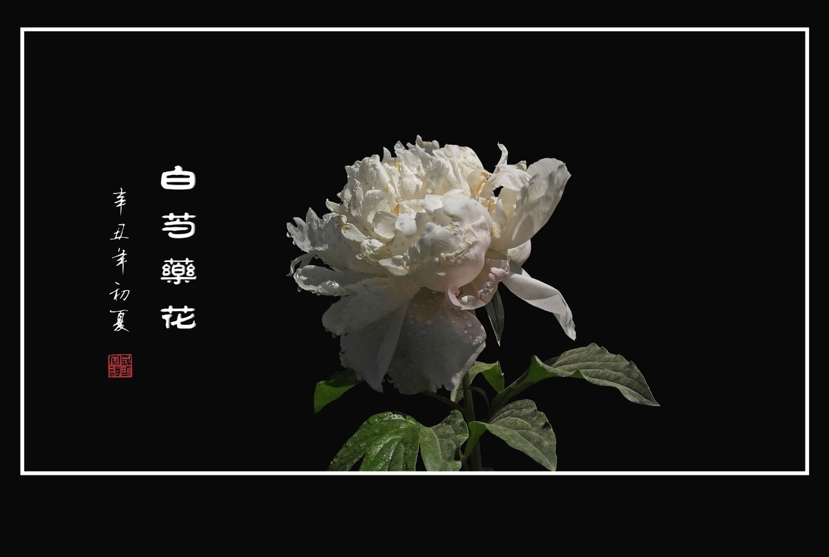 花瓣无瑕花芯各异的白芍药花