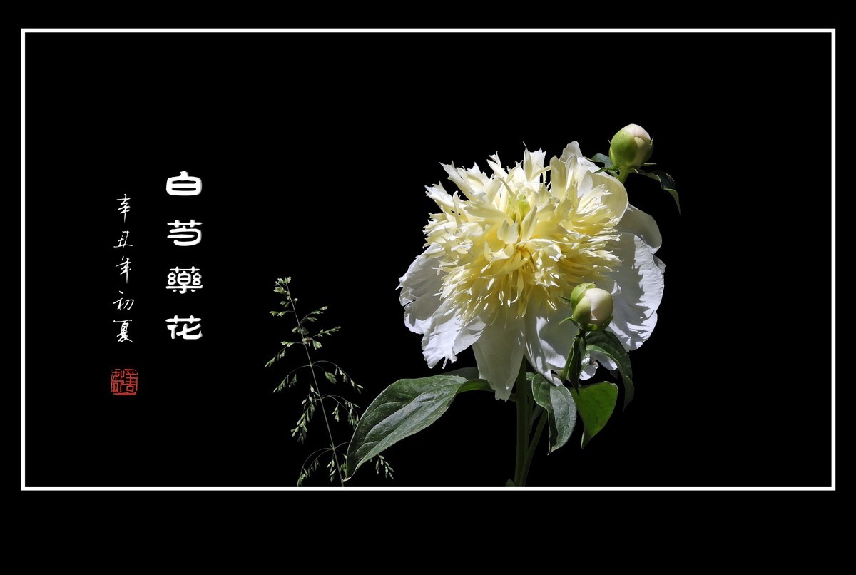 花瓣无瑕花芯各异的白芍药花