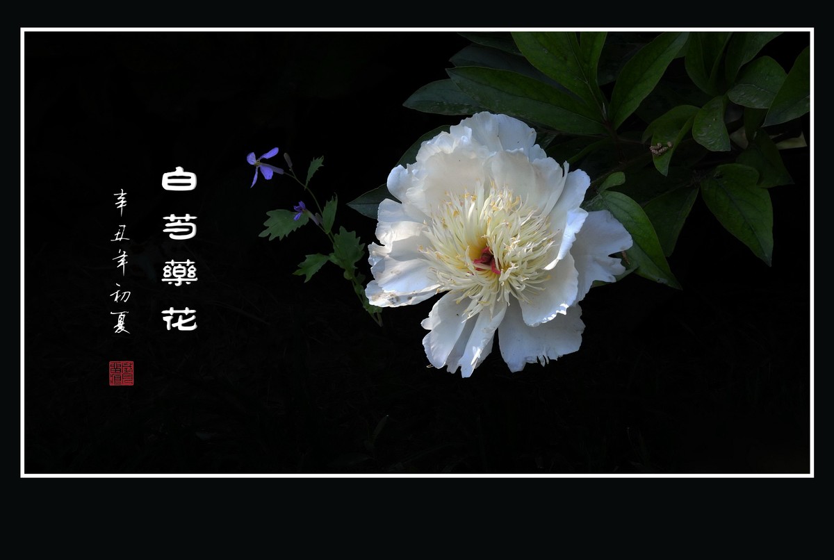 花瓣无瑕花芯各异的白芍药花