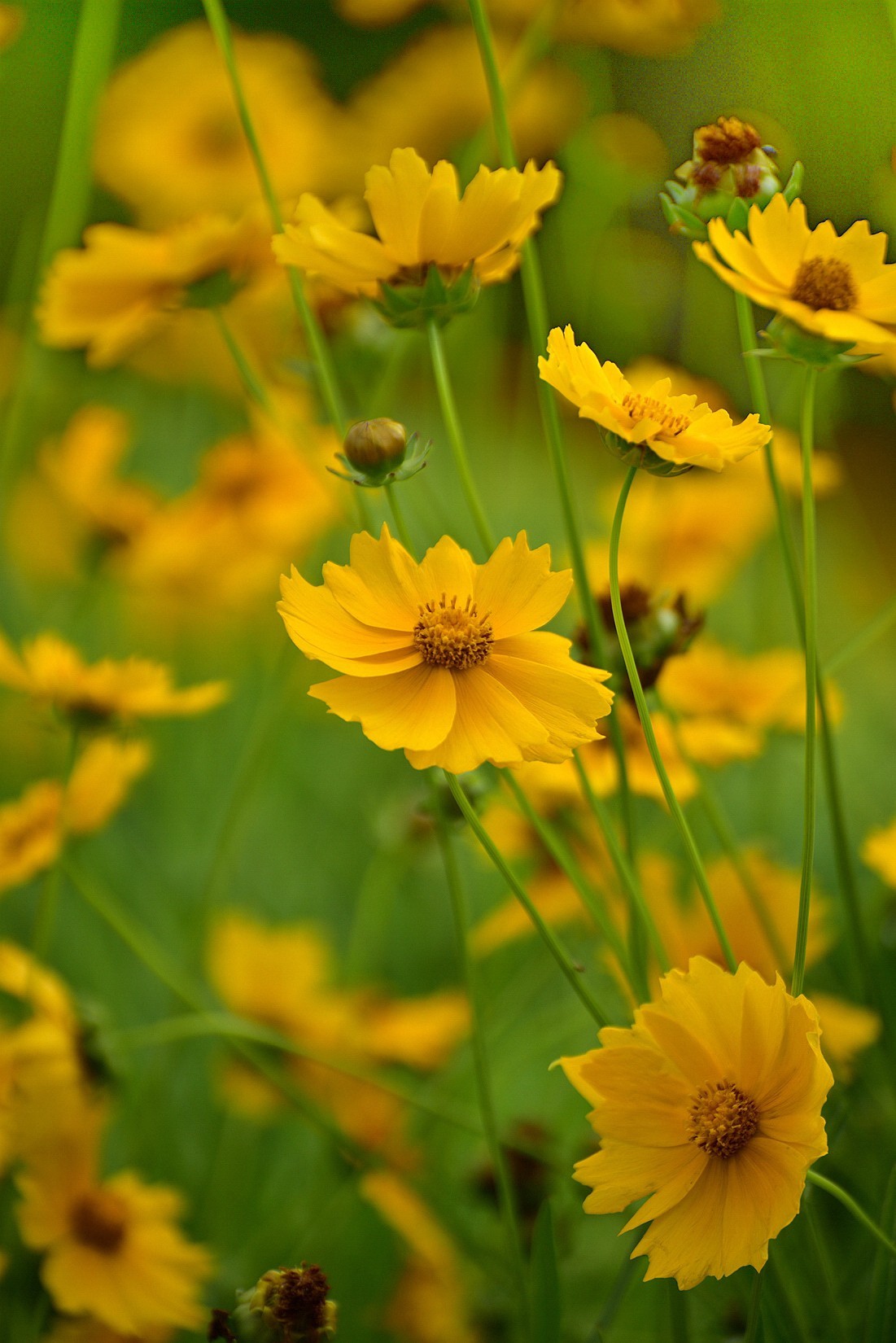 初夏那片绽放的赛菊芋