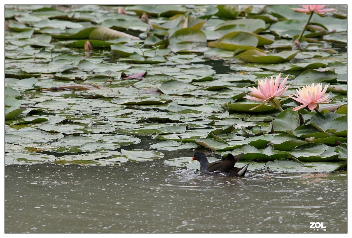 莲塘里的黑水鸡（三）