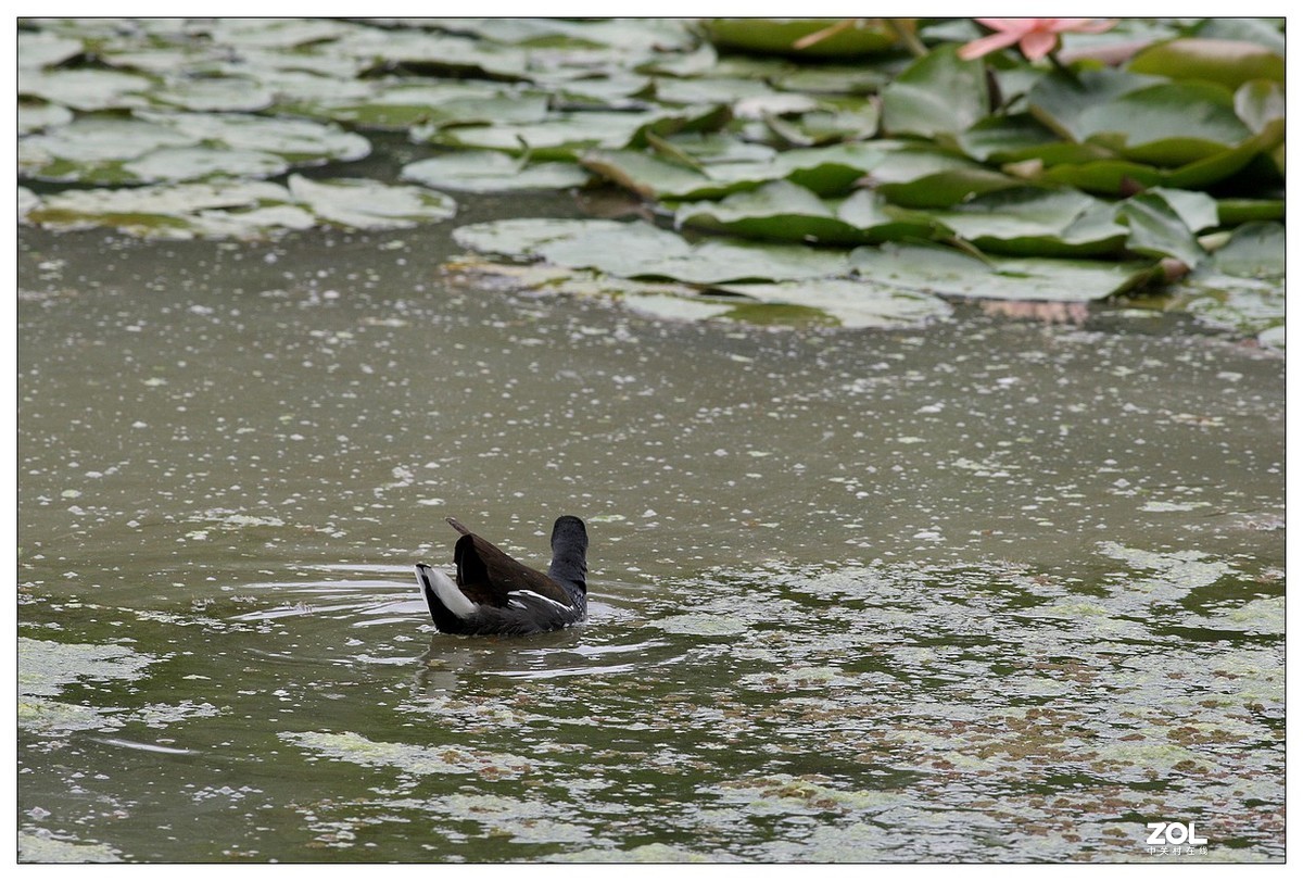 莲塘里的黑水鸡（三）