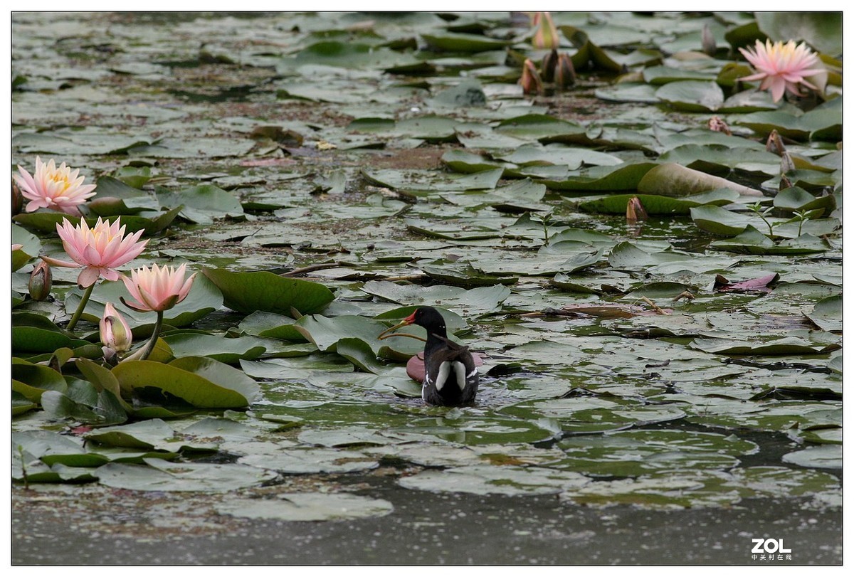莲塘里的黑水鸡（三）