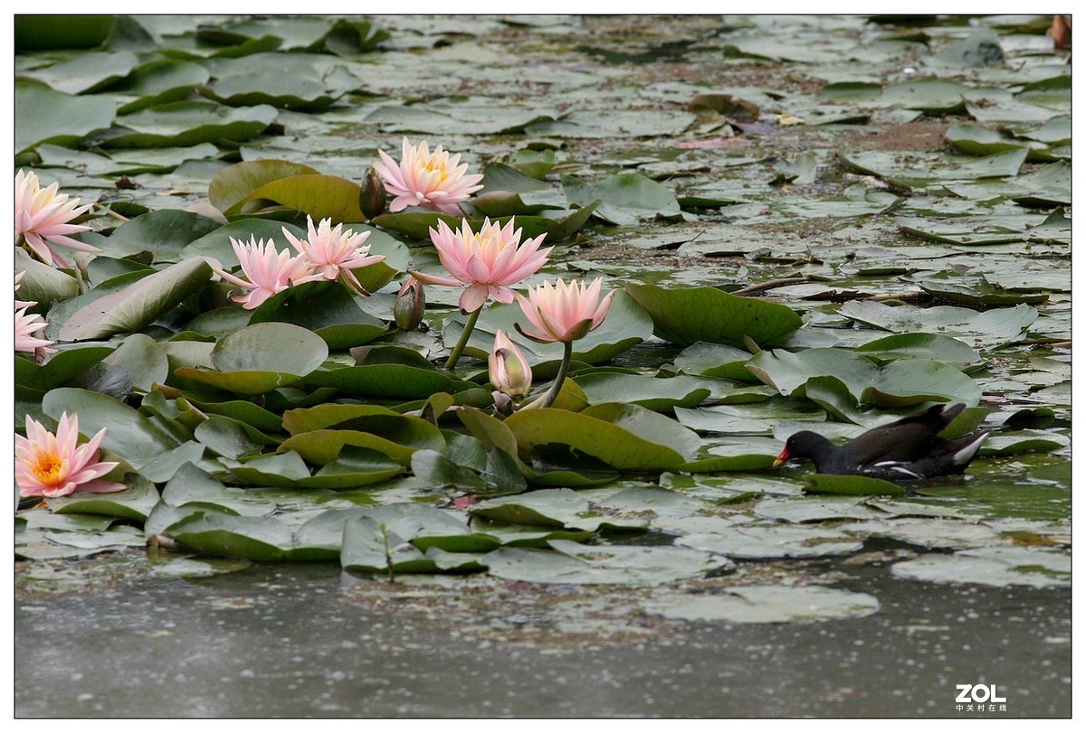 莲塘里的黑水鸡（三）