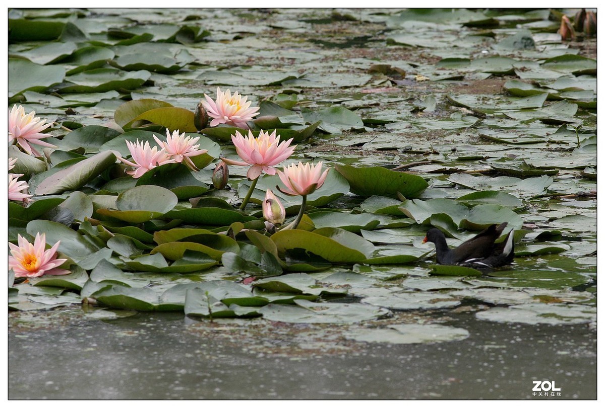 莲塘里的黑水鸡（三）