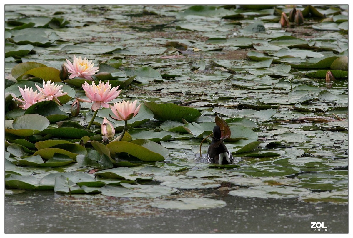 莲塘里的黑水鸡（三）