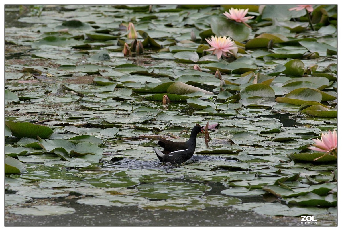 莲塘里的黑水鸡（三）