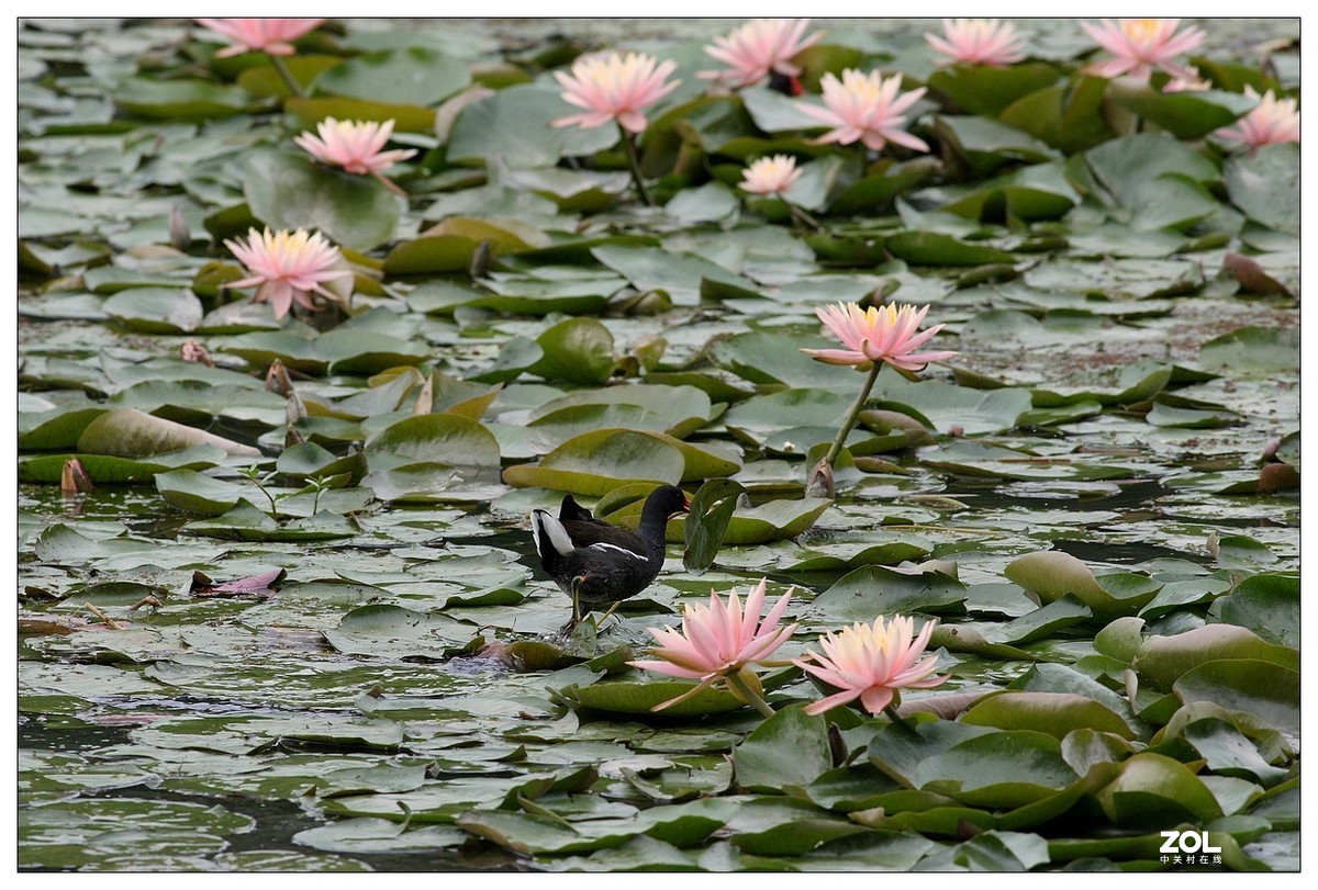 莲塘里的黑水鸡（三）
