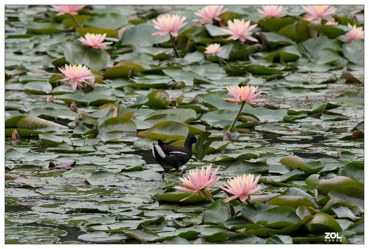 莲塘里的黑水鸡（三）