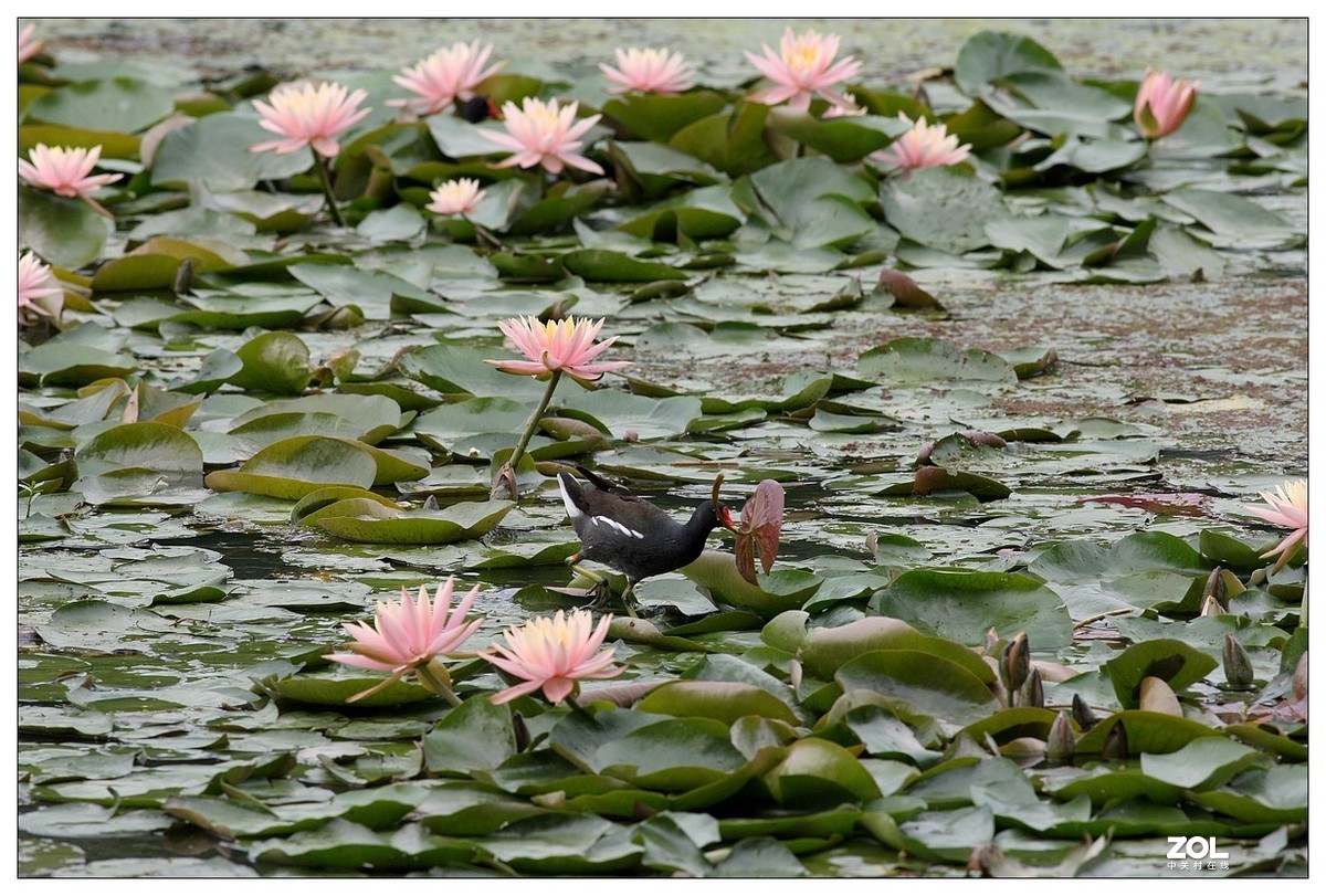 莲塘里的黑水鸡（三）