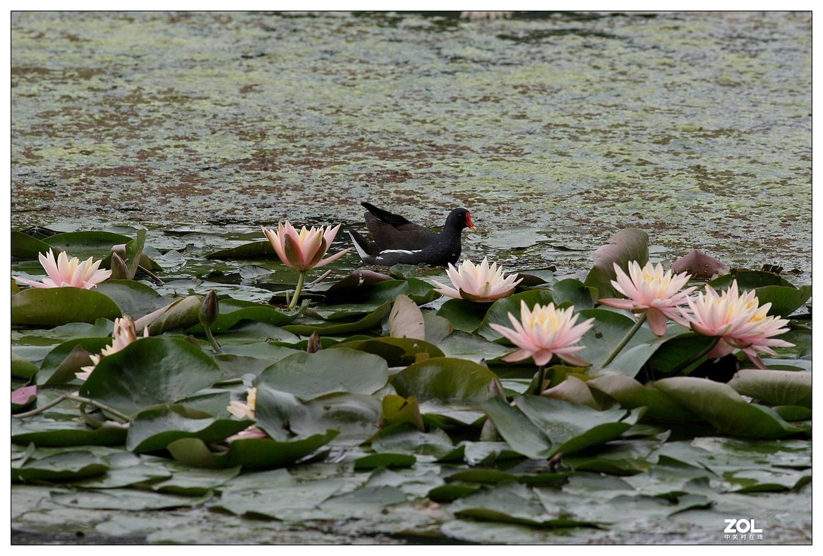 莲塘里的黑水鸡（三）
