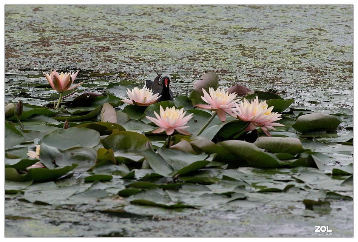 莲塘里的黑水鸡（三）