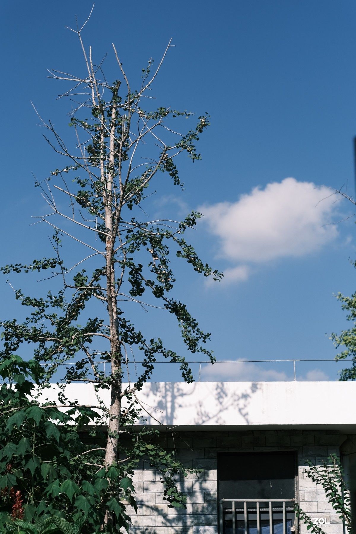 佳能铁痰盂扫街试试