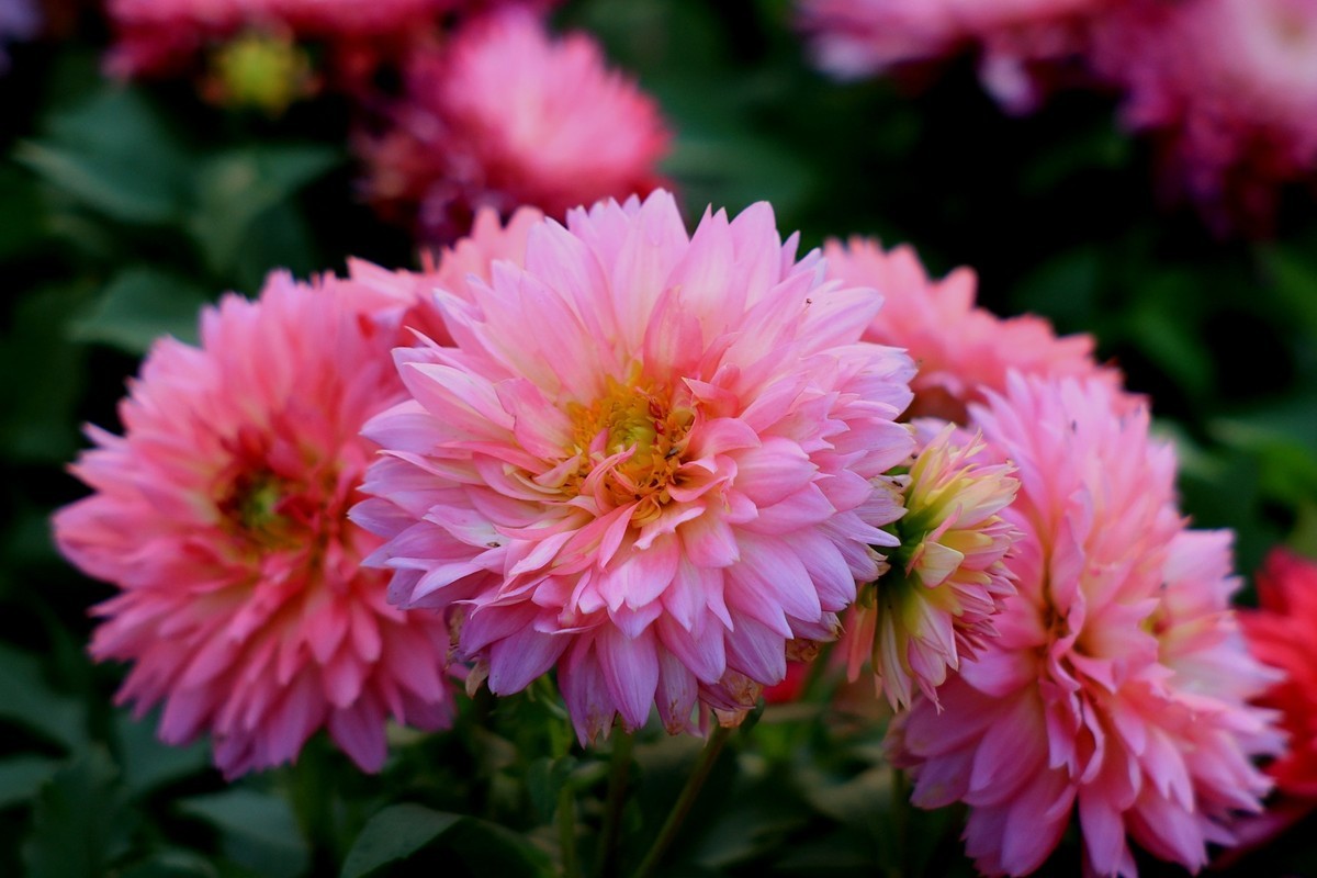 EOS R6转接古董镜头RF70-210 F3.5-4.5USM微距花卉